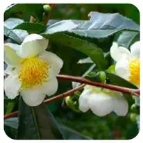 Camellia Sinensis