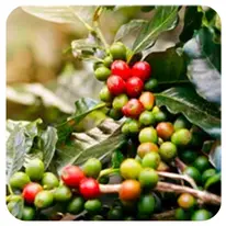 Chlorogenic Acid