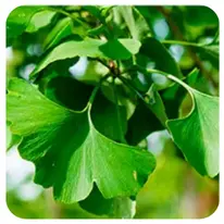 Ginkgo biloba 1